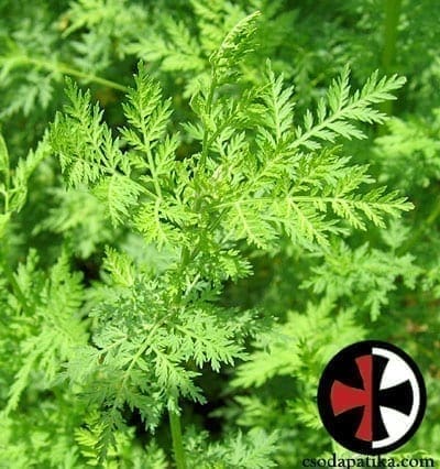 Artemisinin -Artemisia Annua - Egynári Üröm