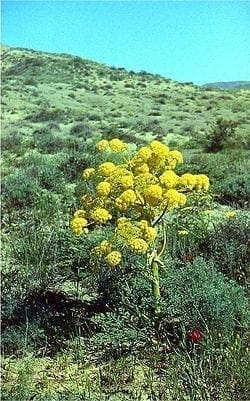 A Silphium ma