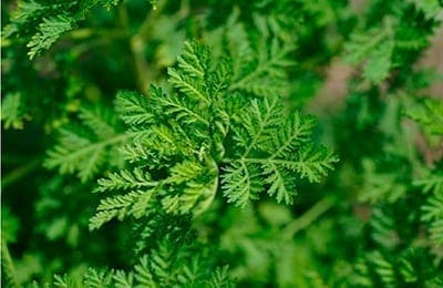 Egynyári Üröm - Artemsiai annua a a daganatos megbetegedések gyógyításában