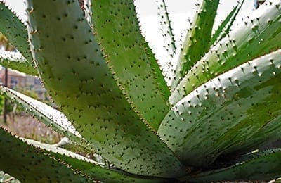 Aloe Vera-Gyógynövény hatás Csodapatika.com