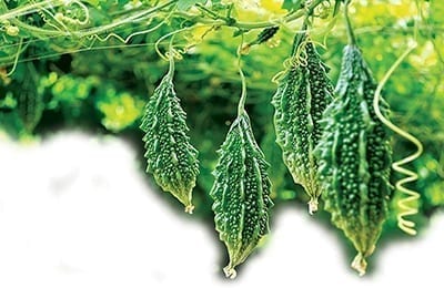 Sorosi -Maskall Herbs-Sorosi Cerasse -Gyógynövény hatás Csodapatika.com