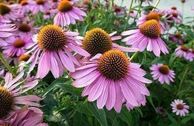 Echinacea -Gyógynövény hatás Csodapatika.com