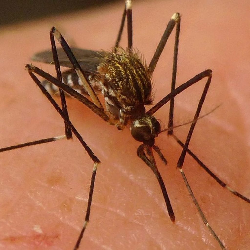 AEDES JAPONICUS japán bozót szúnyog